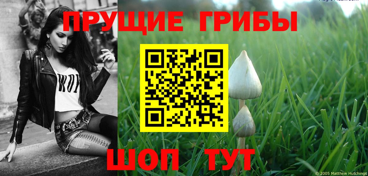 Псилоцибиновые грибы Psilocybine cubensis Елец